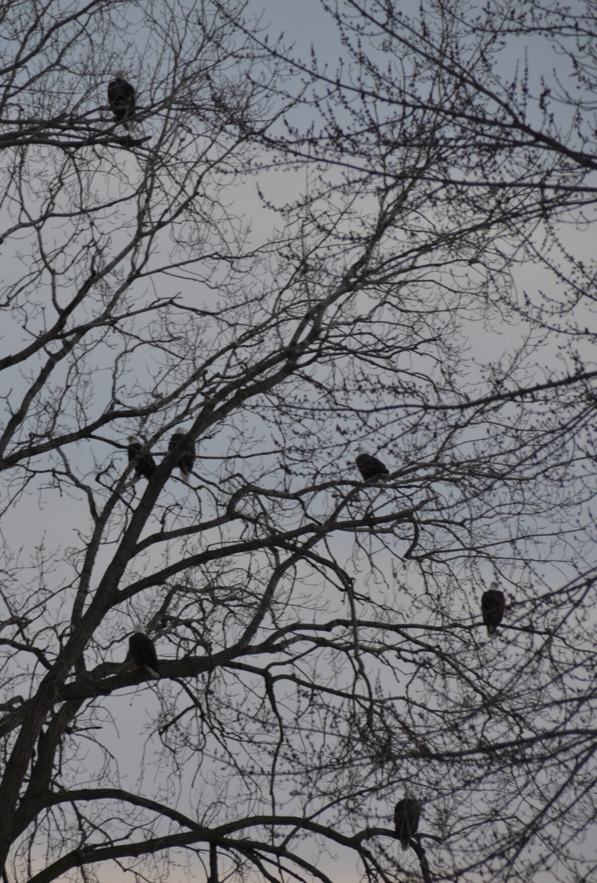 Eagles at sundset